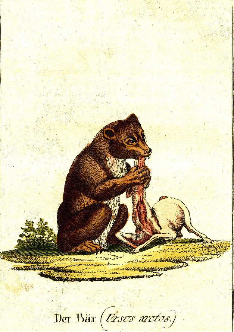 Brown bear, 19th century