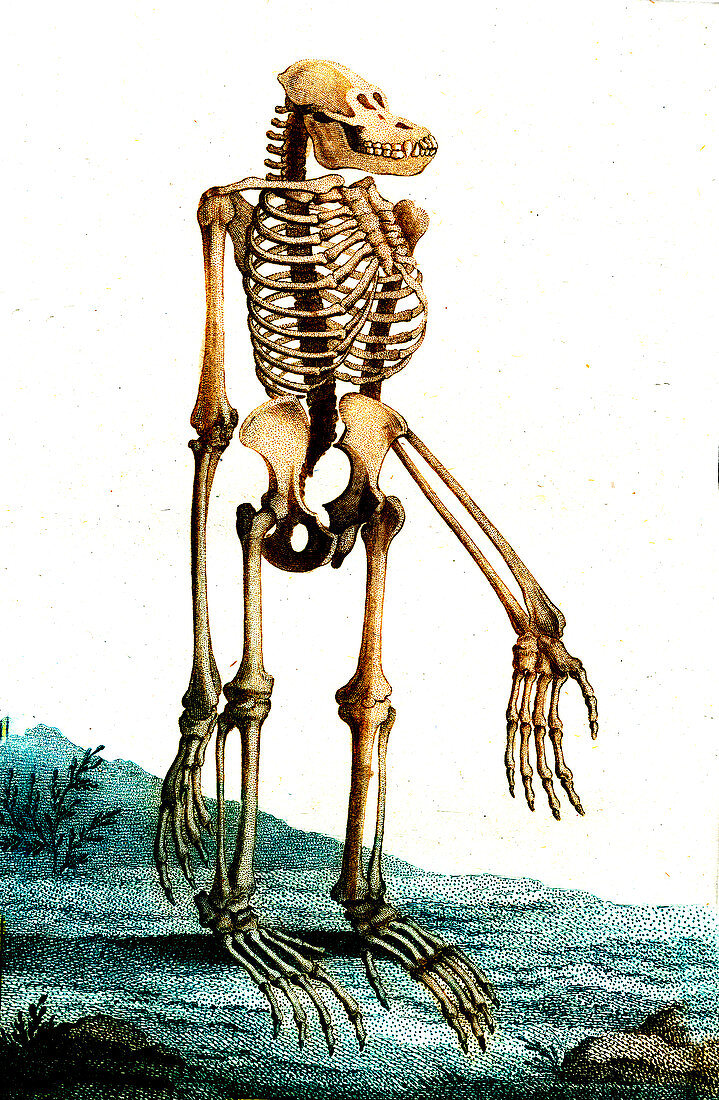 Orangutan skeleton, 19th century