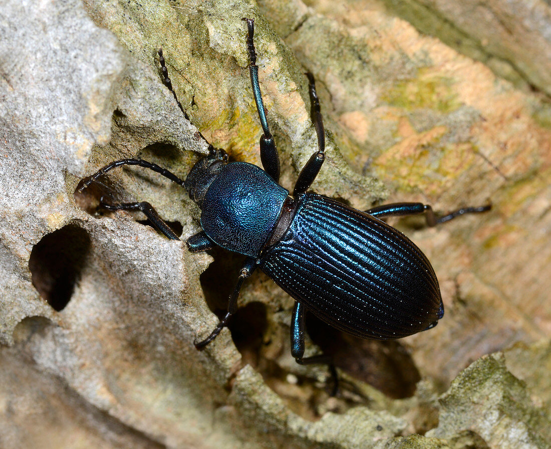 Blue ground beetle