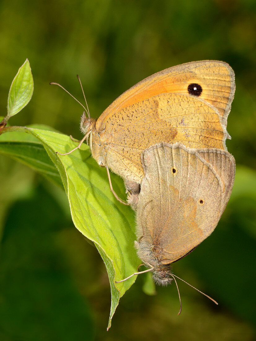 Meadow brown butterflies mating