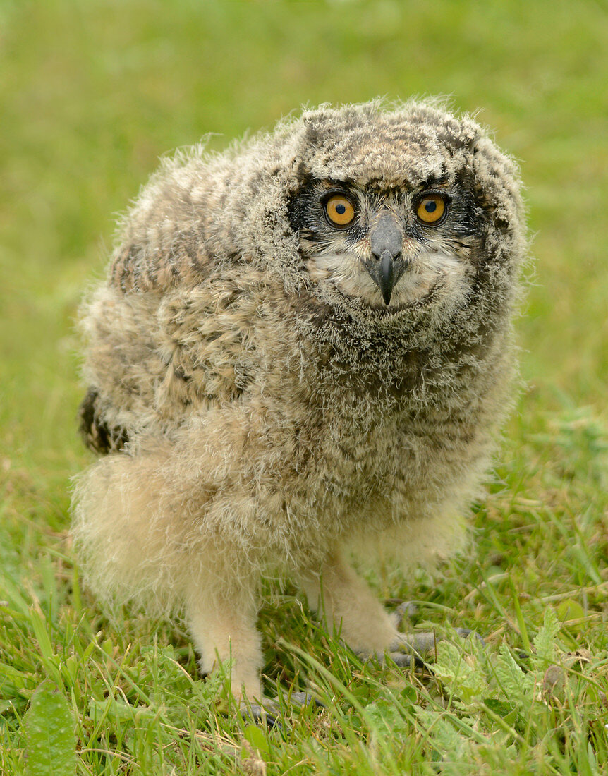 African spotted eagle owl fledgling