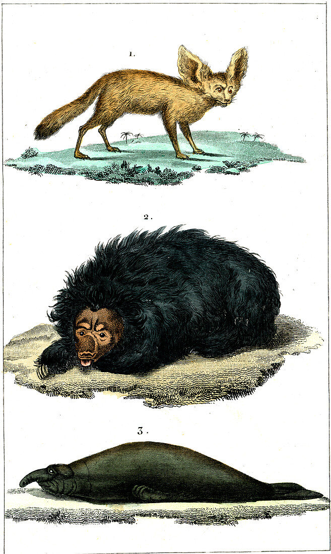 Fennec fox, sloth bear and elephant seal, 19th century