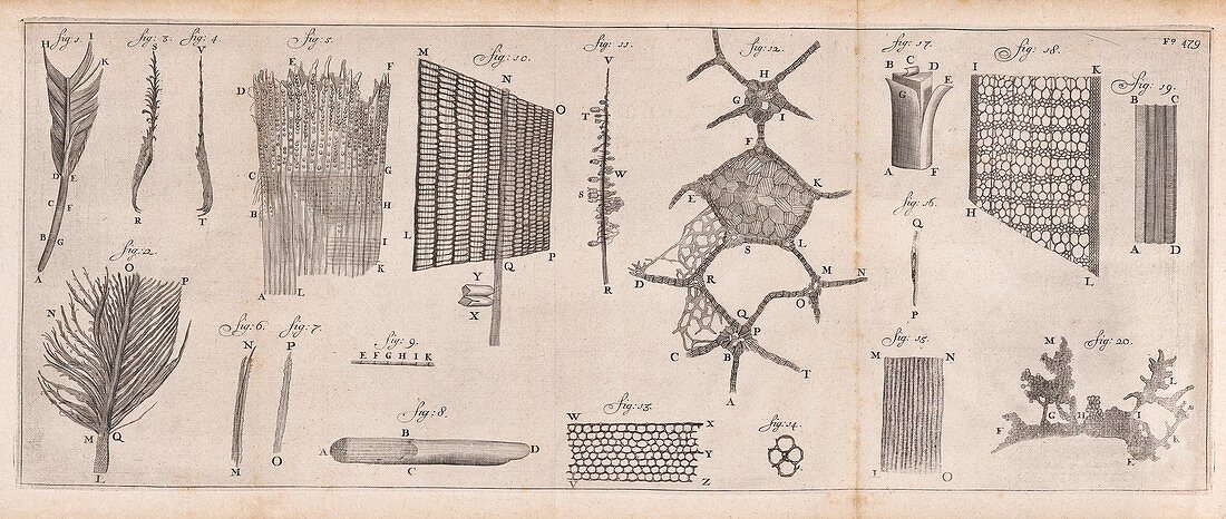 Feather and plant anatomy by van Leeuwenhoek, 1692
