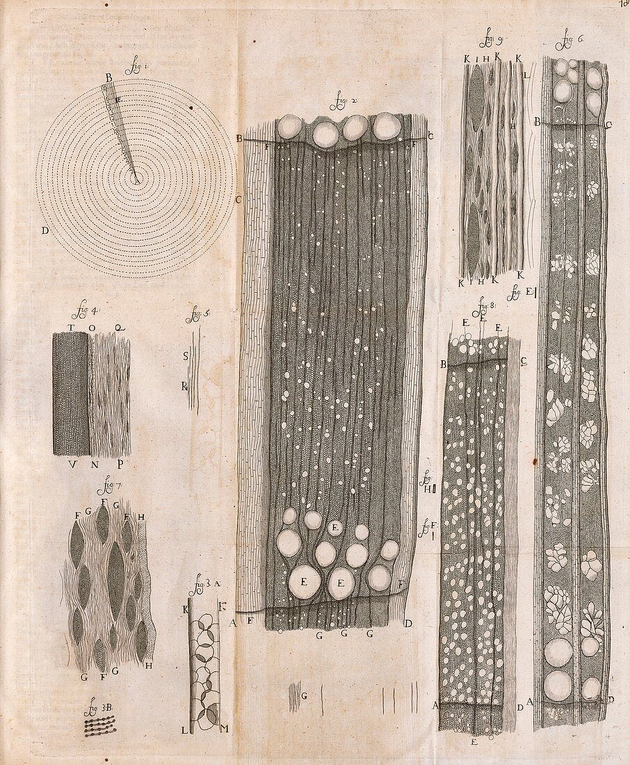 Tree wood anatomy by van Leeuwenhoek, 1680
