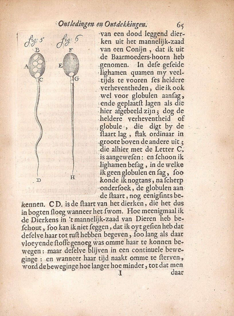 Spermatozoa of a rabbit by van Leeuwenhoek, 1685