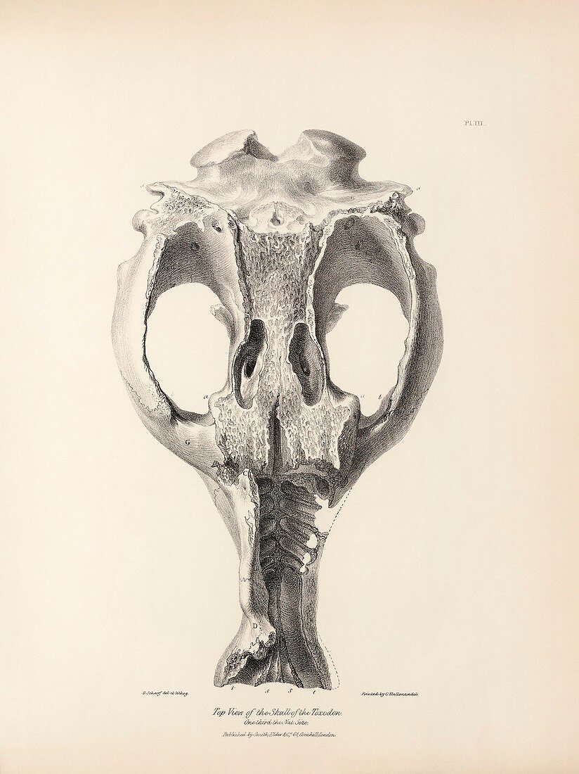 Toxodon prehistoric mammal fossil skull, 19th century