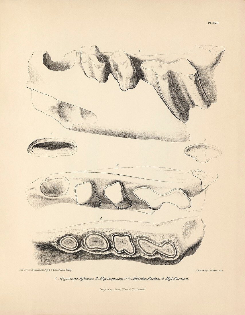 Ground sloth prehistoric mammal fossil teeth, 19th century