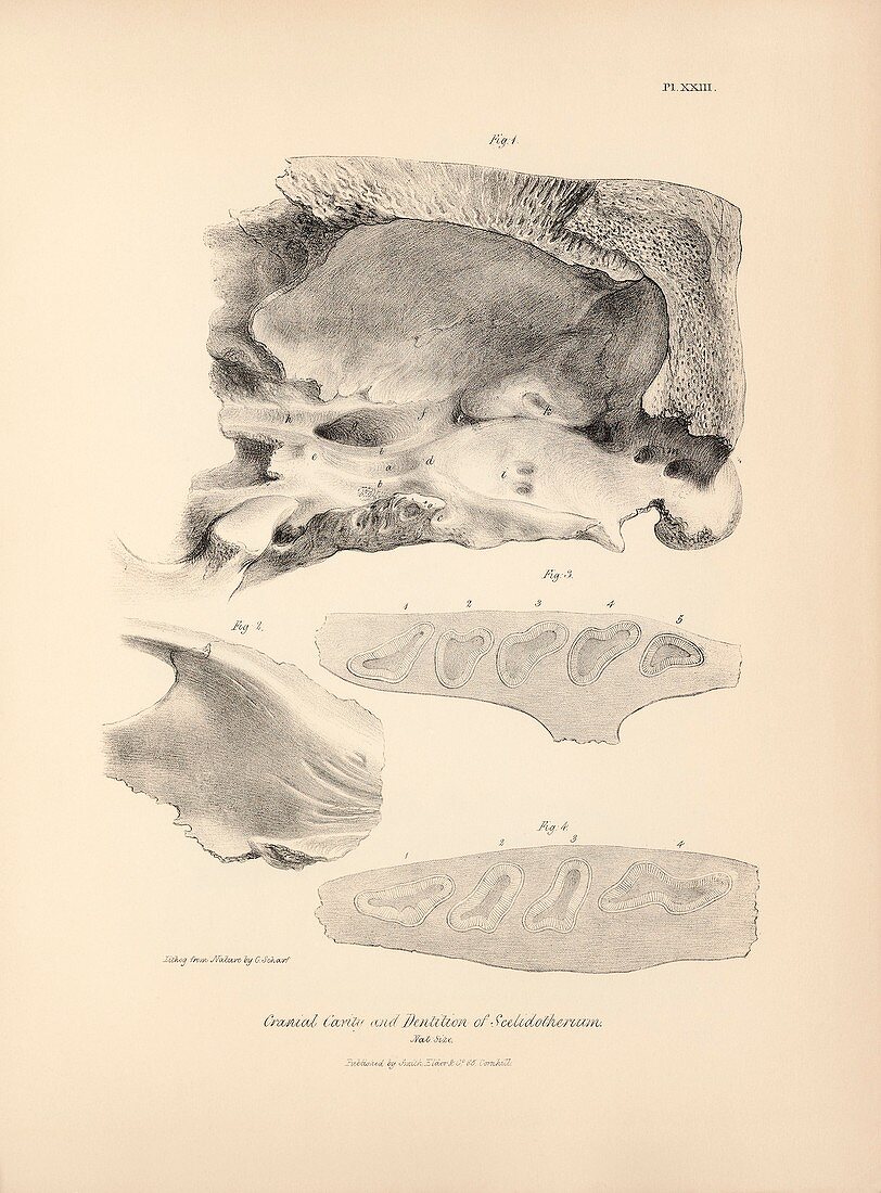 Scelidotherium prehistoric mammal fossils, 19th century