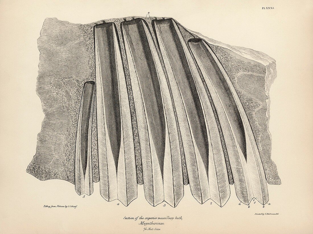 Megatherium prehistoric mammal fossil, 19th century