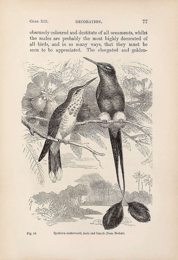 Darwin on sexual selection in birds, 1871