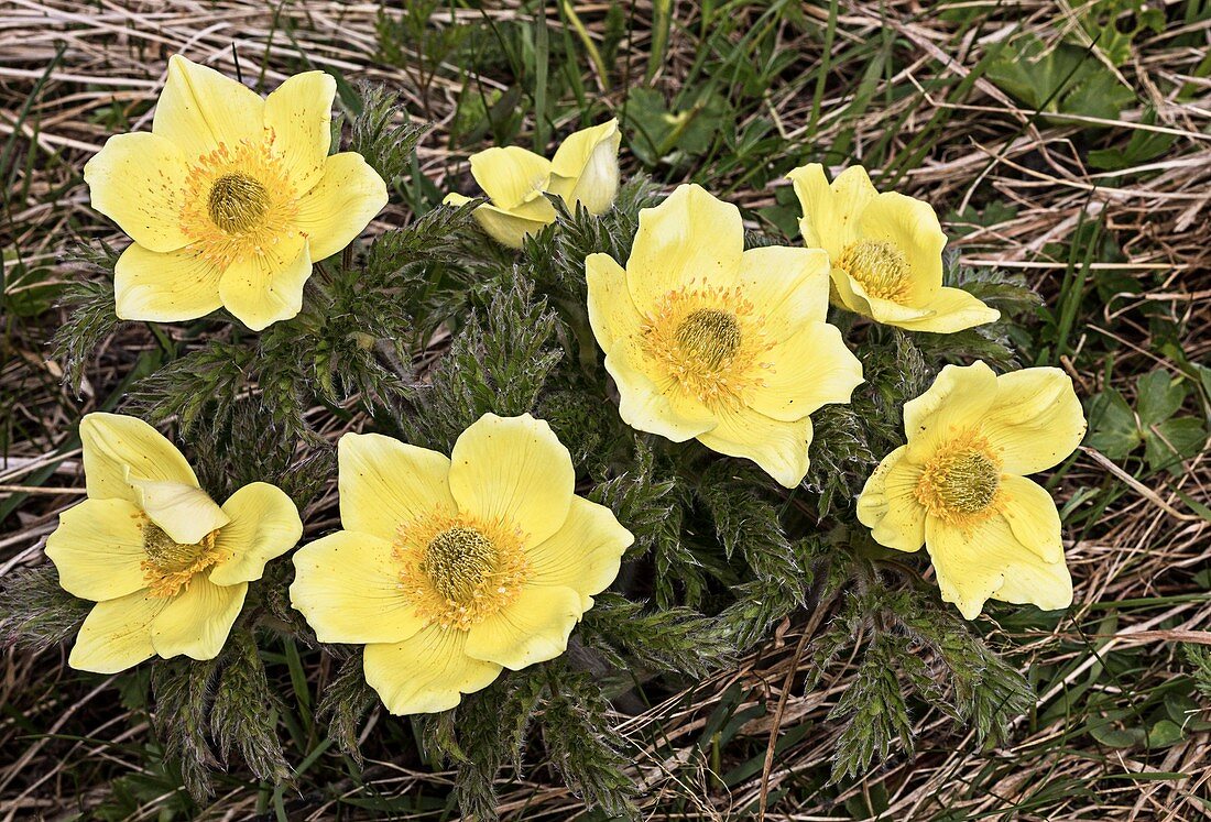 Alpine pasqueflower (Pulsatilla alpina ssp apiifolia)