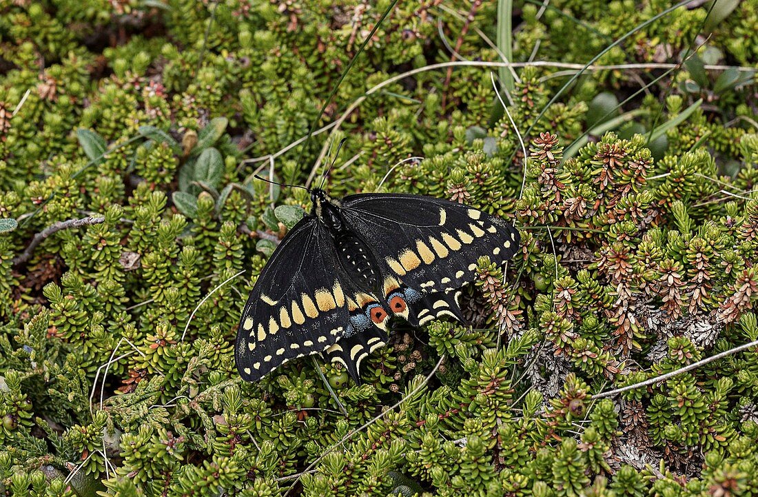 Short-tailed swallowtail butterfly