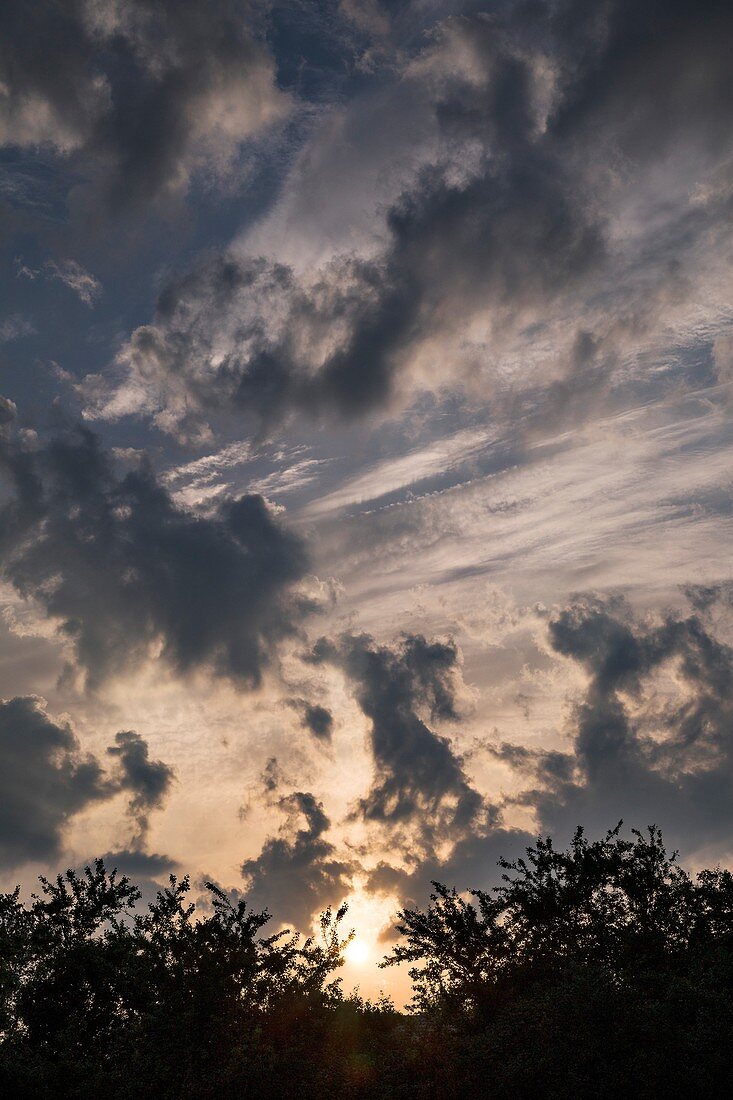 Altocumulus floccus clouds at sunset
