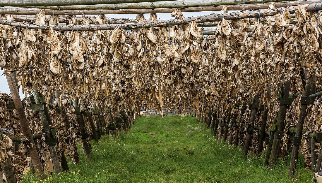 Cod heads hung to dry