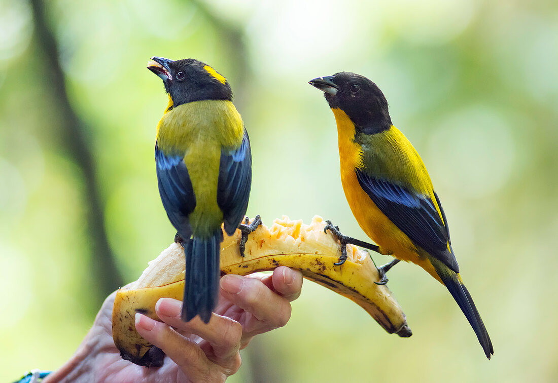 Black-chinned mountain tanagers