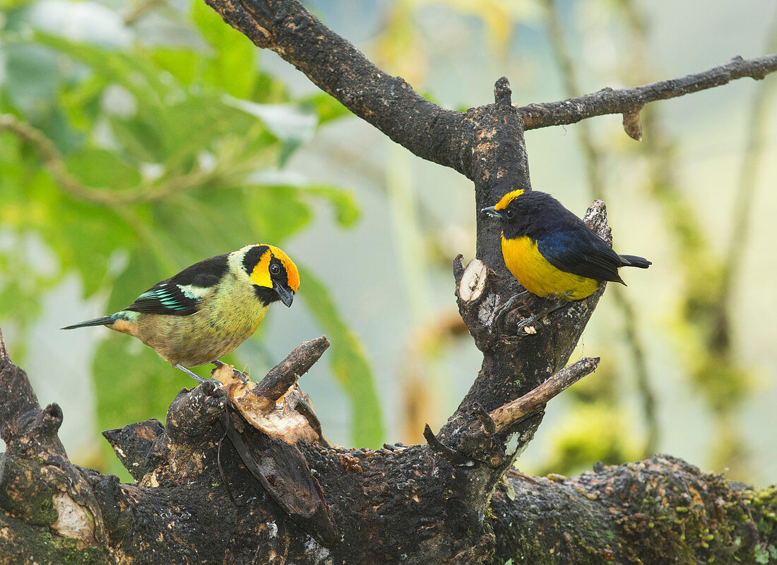 Flame-faced tanager and Euphonia