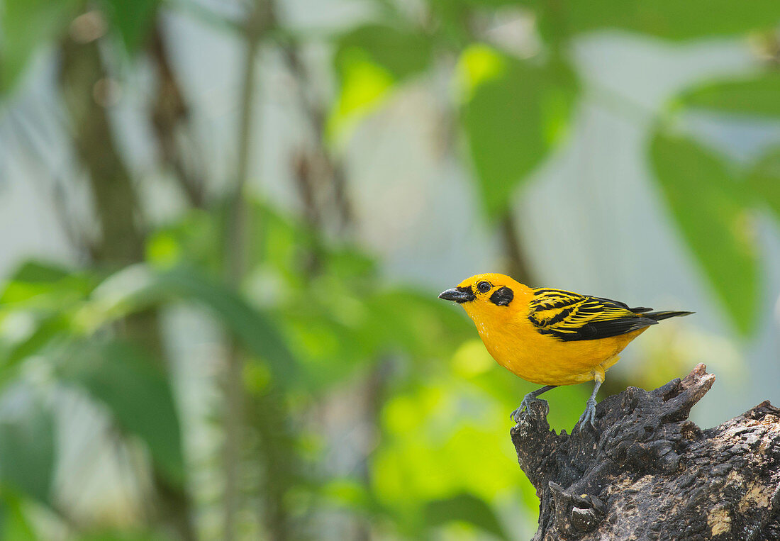 Golden tanager