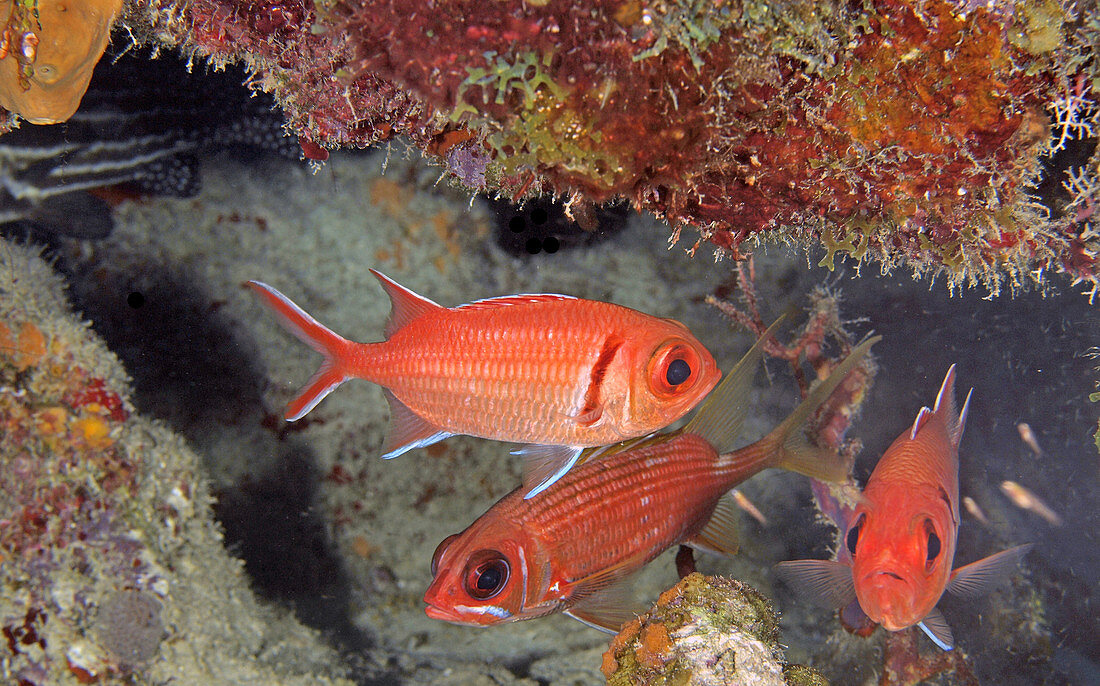 Blackbar soldierfish (Myripristis jacobus)