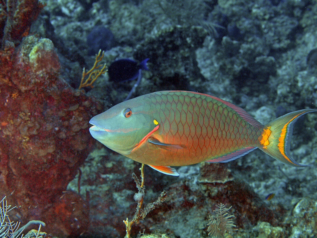 Stoplight Parrotfish, Terminal phase