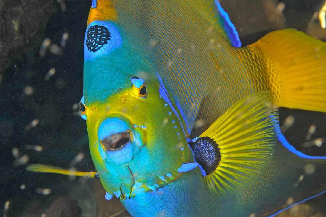 Queen Angelfish (Holacanthus ciliaris)