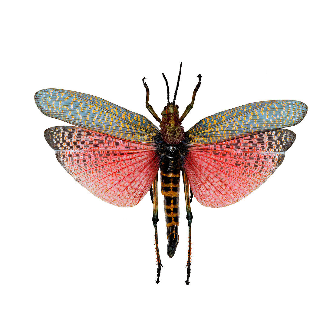 Rainbow Milkweed Locust