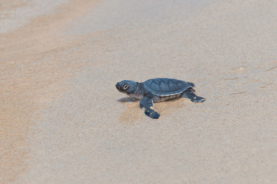 Young Pacific Green Turtle