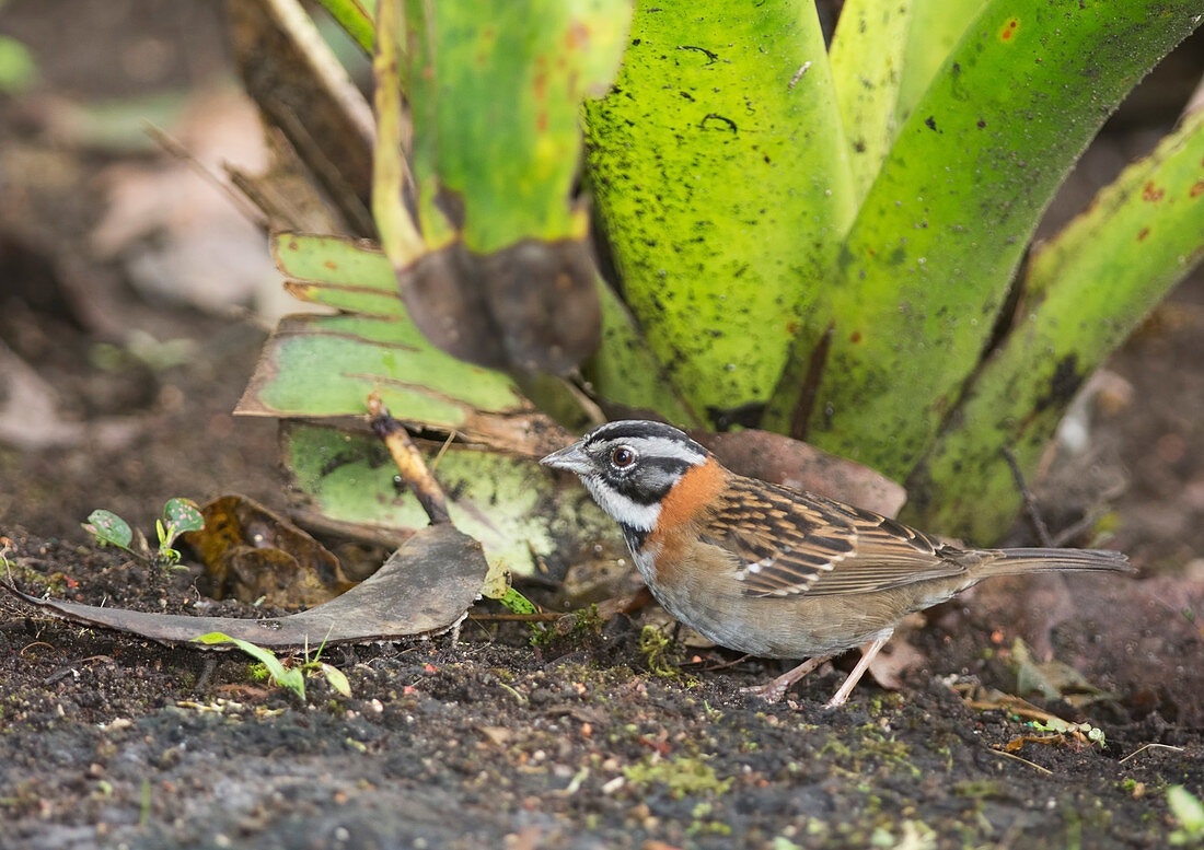 Rufous-collared sparrow (Zonotrichia capensis)