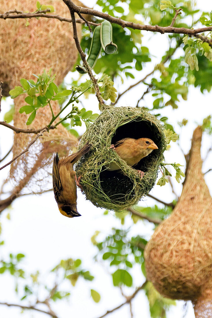 Baya Weaver