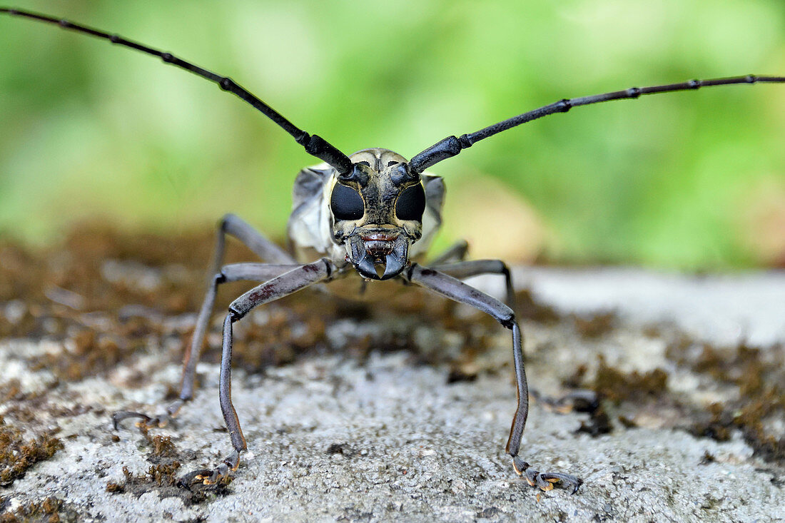 Longhorn Beetle close-up