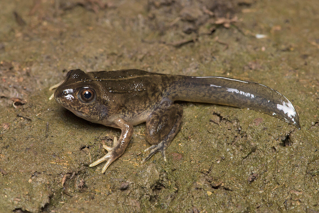 Striped Burrowing Frog