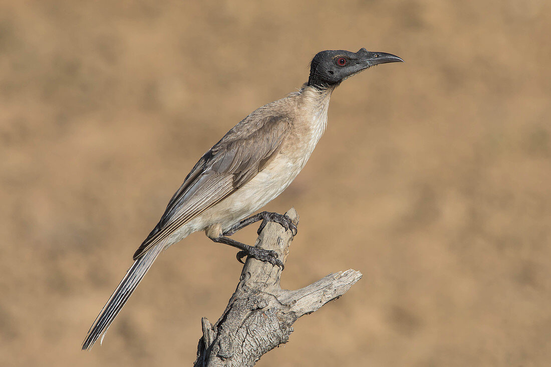 Noisy Friarbird