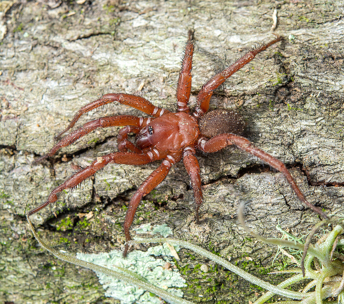 Wafer-lid Trapdoor Spider