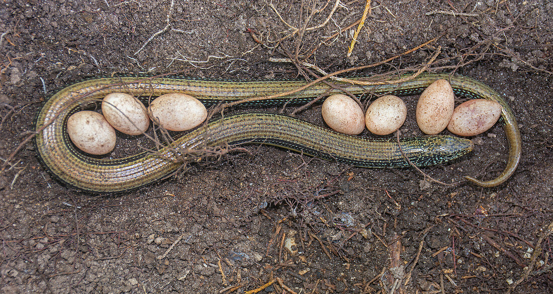 Eastern Glass Lizard with eggs