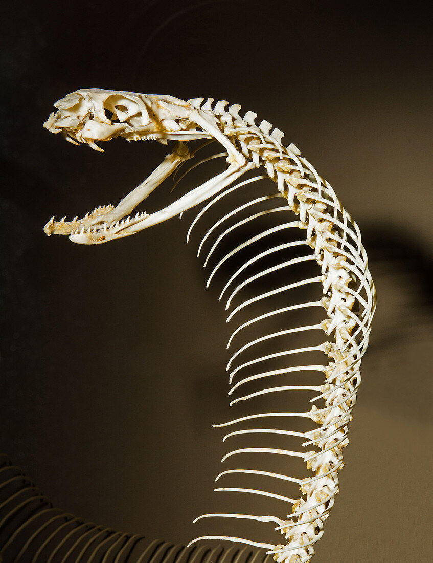 King Cobra Snake Skeleton