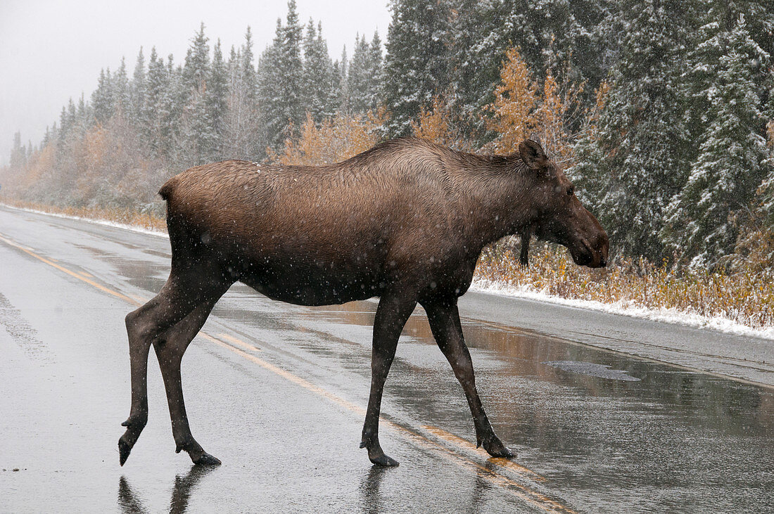 Moose Crossing Highway