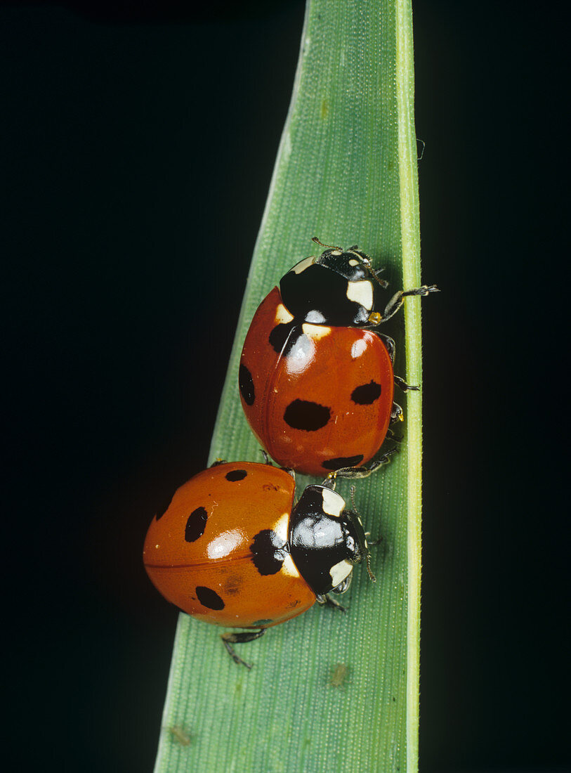 Seven spotted ladybirds