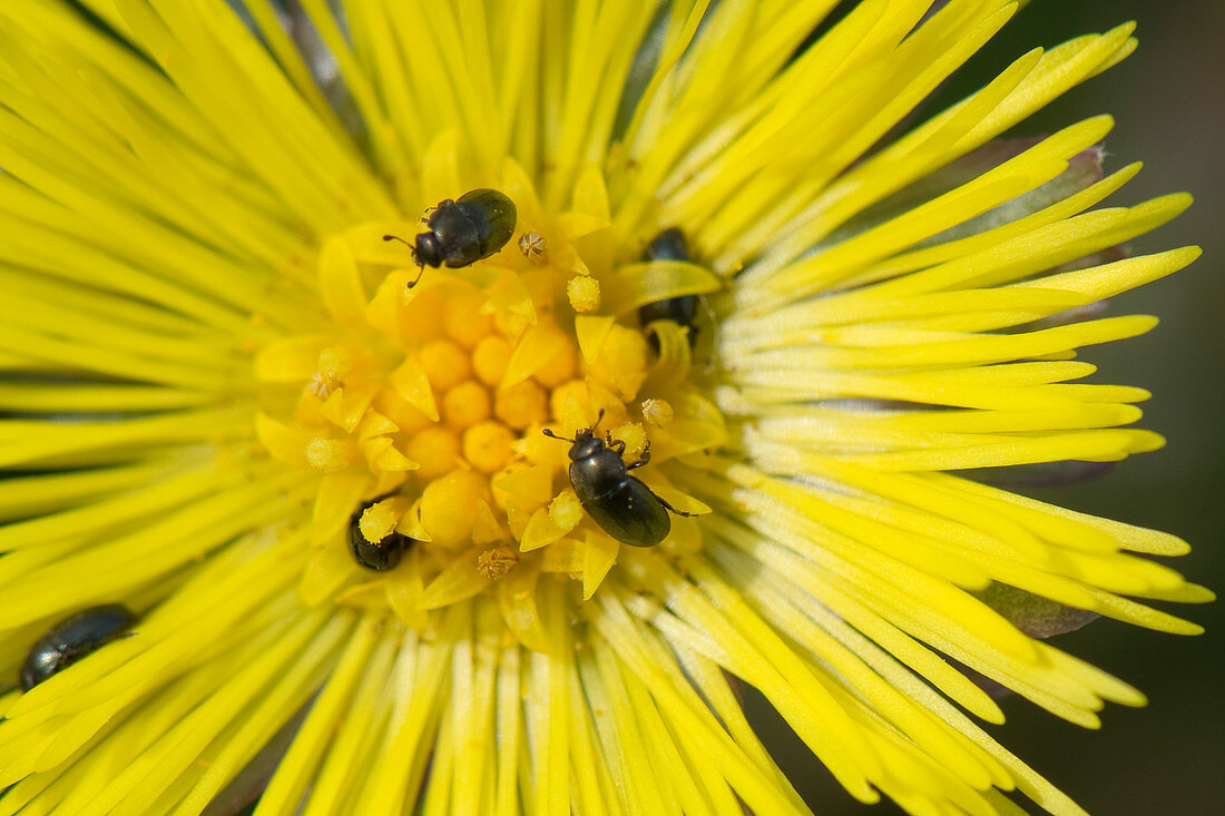 Coltsfoot and pollen beetles