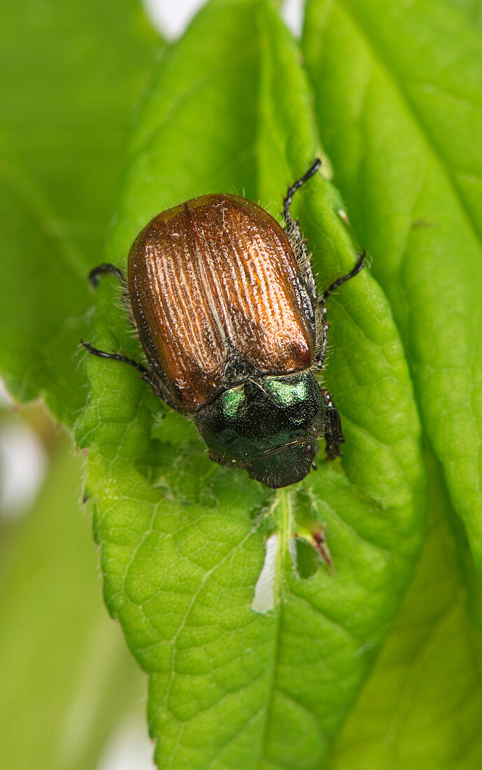 Garden chafer