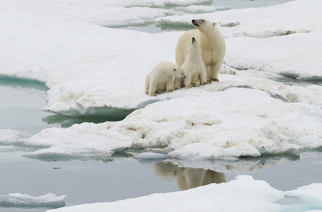 Polar Bear Female with Cubs