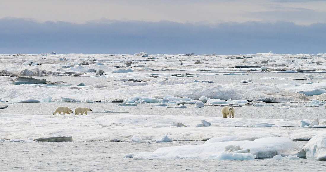 Polar Bear and Cubs