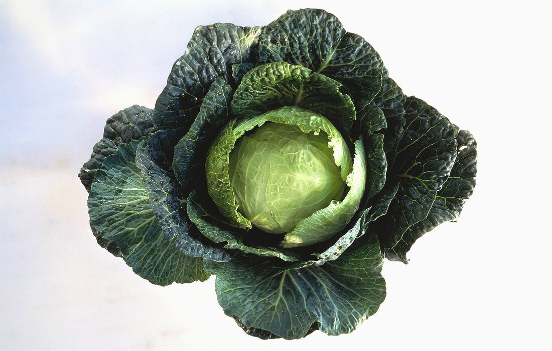 A Whole Head of Cabbage