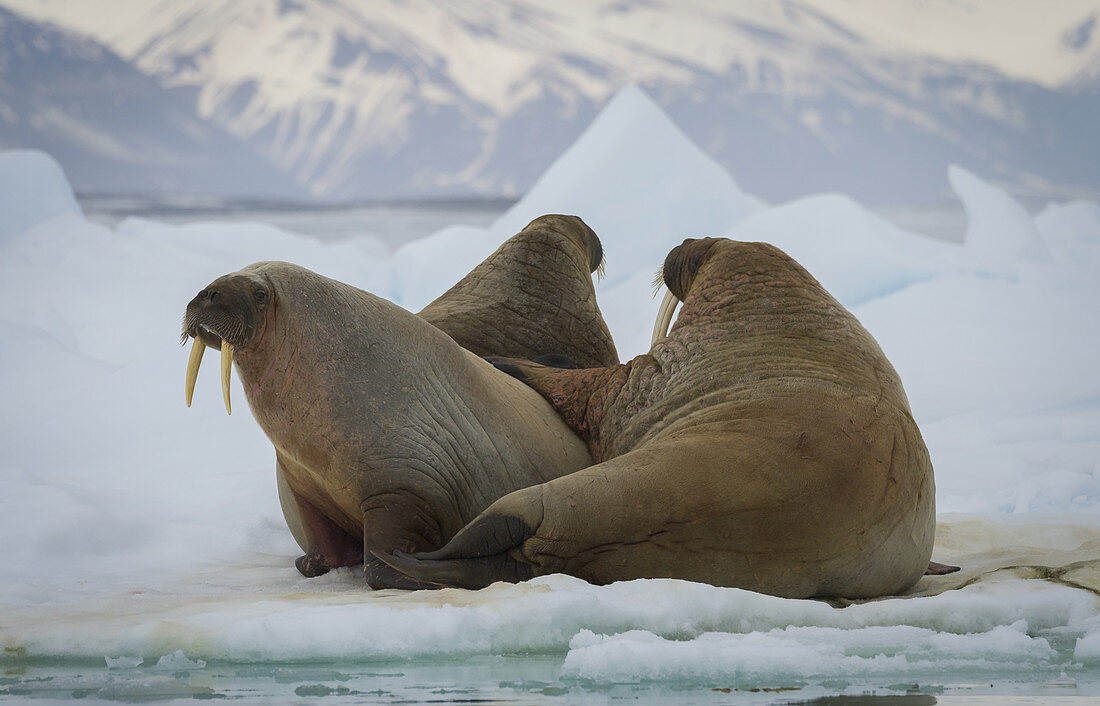 Walruses on Ice Floe