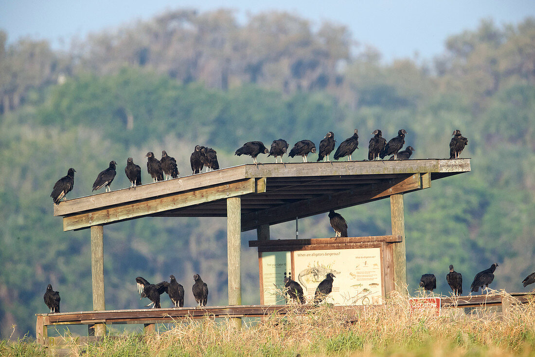 Black Vulture (Coragyps atratus)