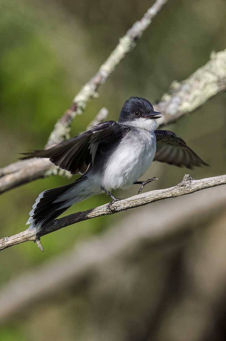 Eastern Kingbird (Tyrannus tyrannus)