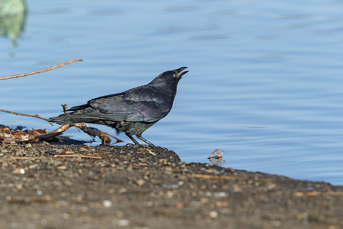 Fish Crow (Corvus ossifragus)