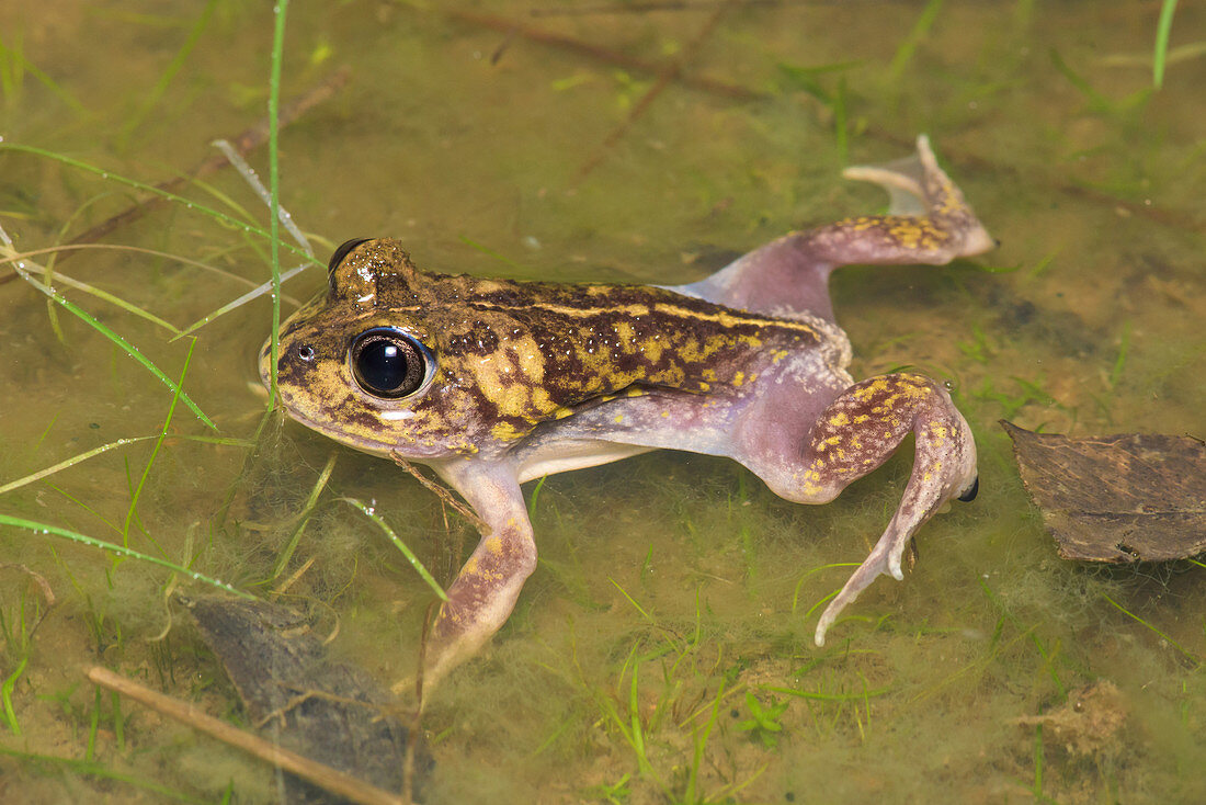 Common Spade-foot Frog