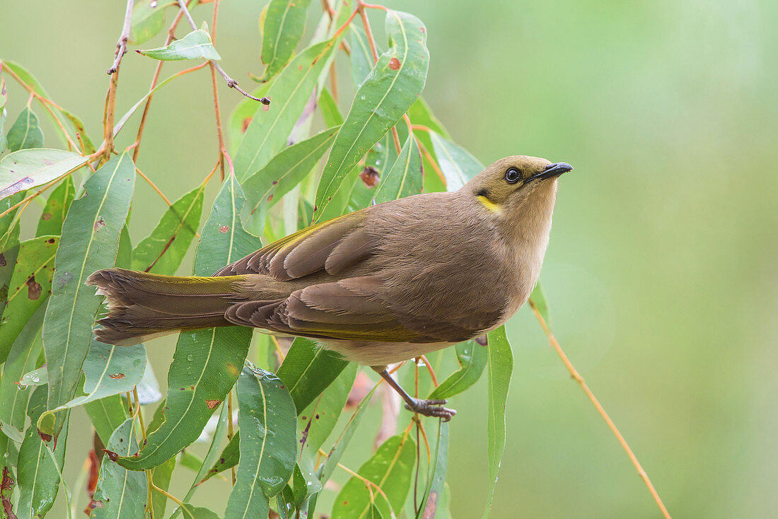 Fuscous Honeyeater