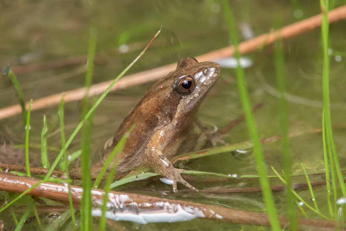 Eastern Sign-bearing Froglet