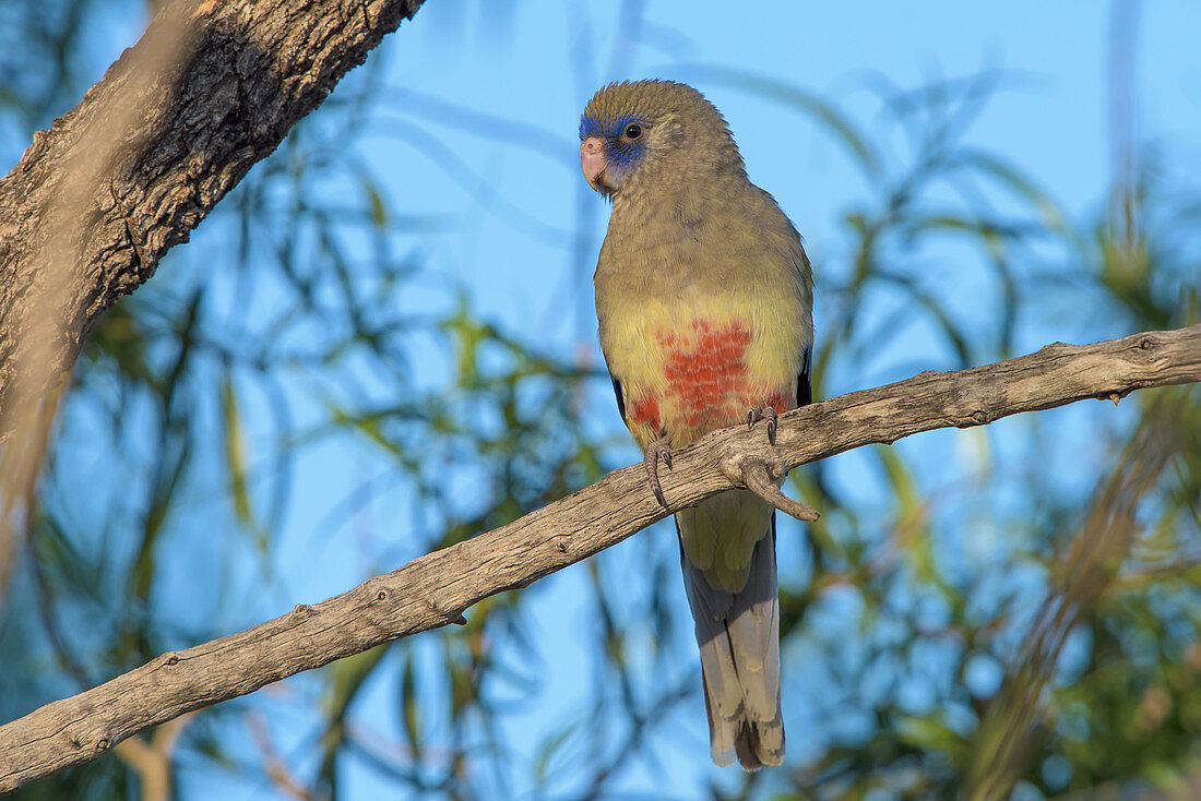 Blue-bonnet Parrot