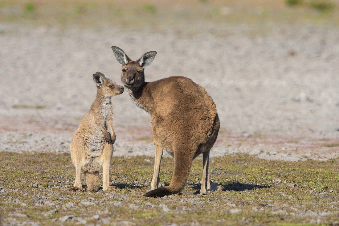 Western Grey Kangaroos